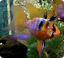 Ram - Bonsai Blue Angel Veil Ram - Bonsai Blue Angel Veil